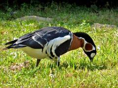 101PARC AUX OISEAUX DANS L AIN 2016 2_000004